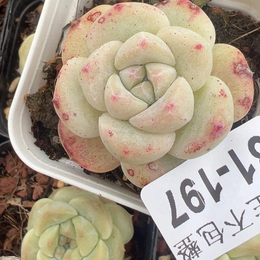 非**鸟小卡拉米糖心一物一拍31-197