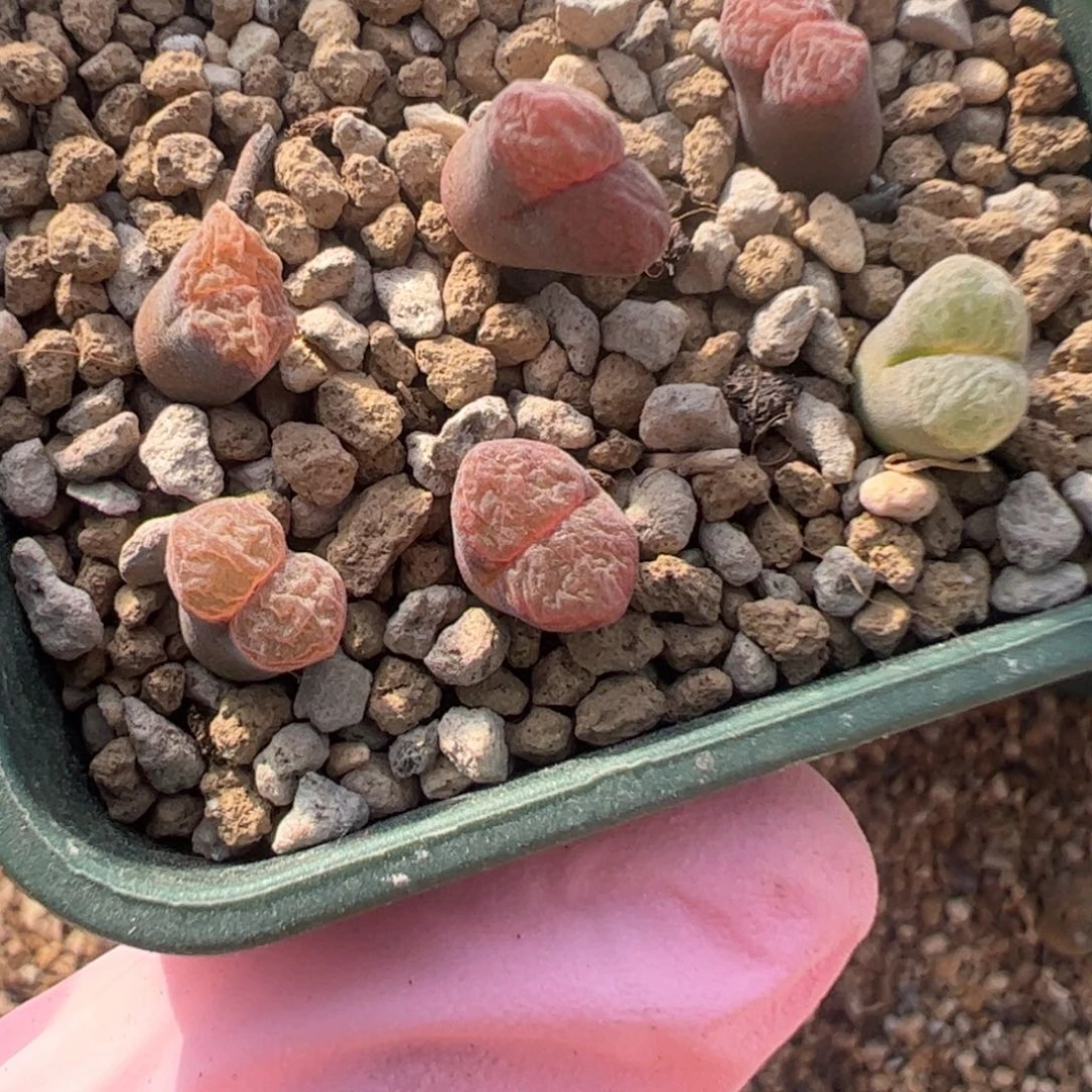 537 好看的多肉冲冲冲