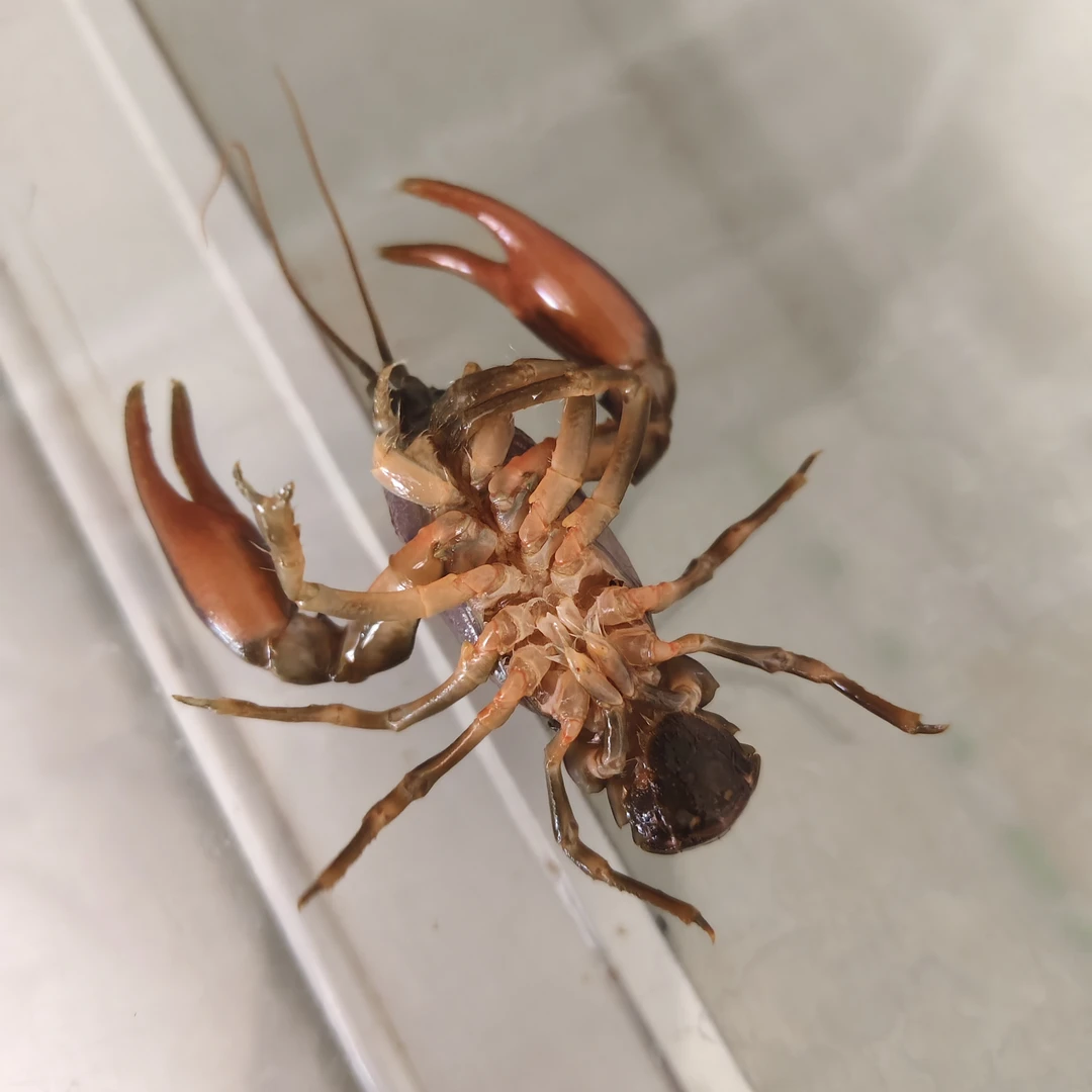 东北河鲜大河蝲蛄鲜活发货顺丰包邮保鲜不保活蝲蛄虾地蝲蛄