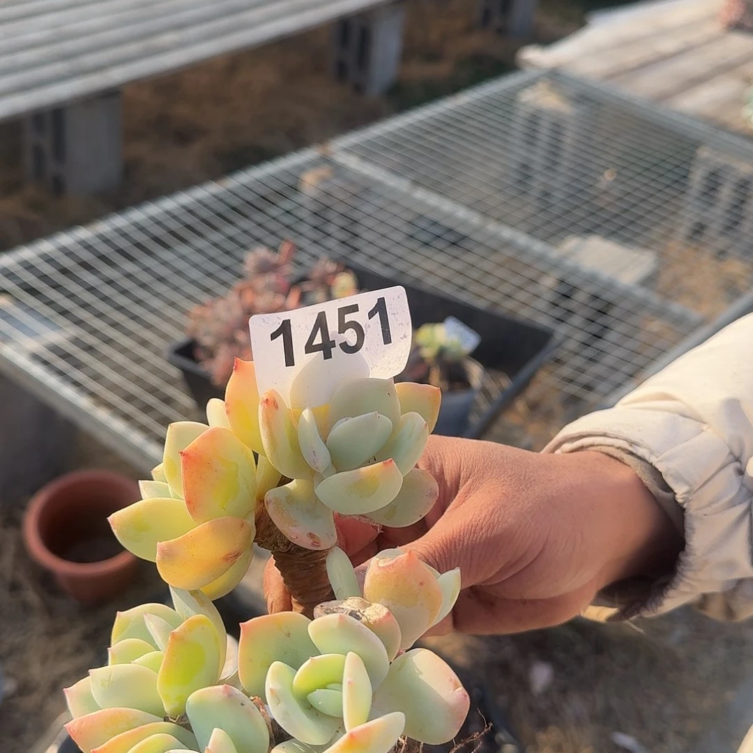 斜**下155666666668555