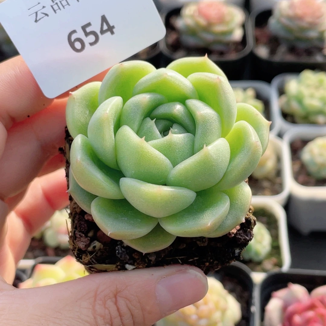 h***h654号糖心冰心珍妮 涳濛珍妮