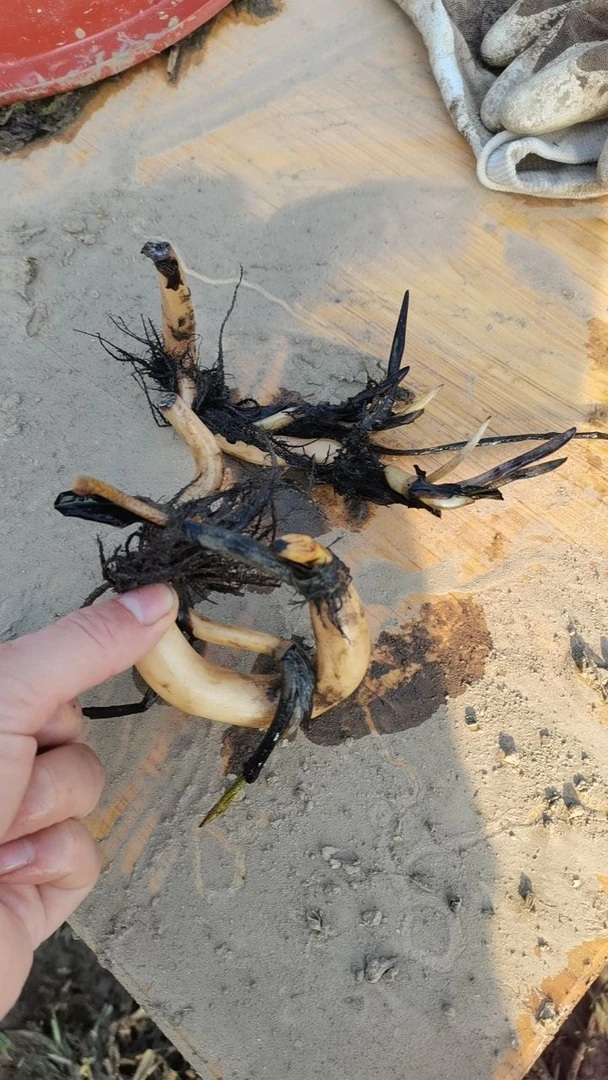 大型观赏荷花盆栽水养荷花种根苗