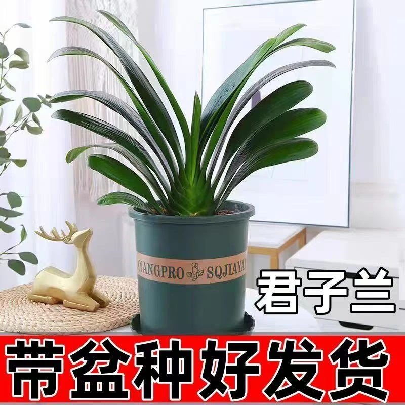【精品推荐】君子兰花君子兰盆栽君子兰苗四季常青植物蝴蝶兰花苗
