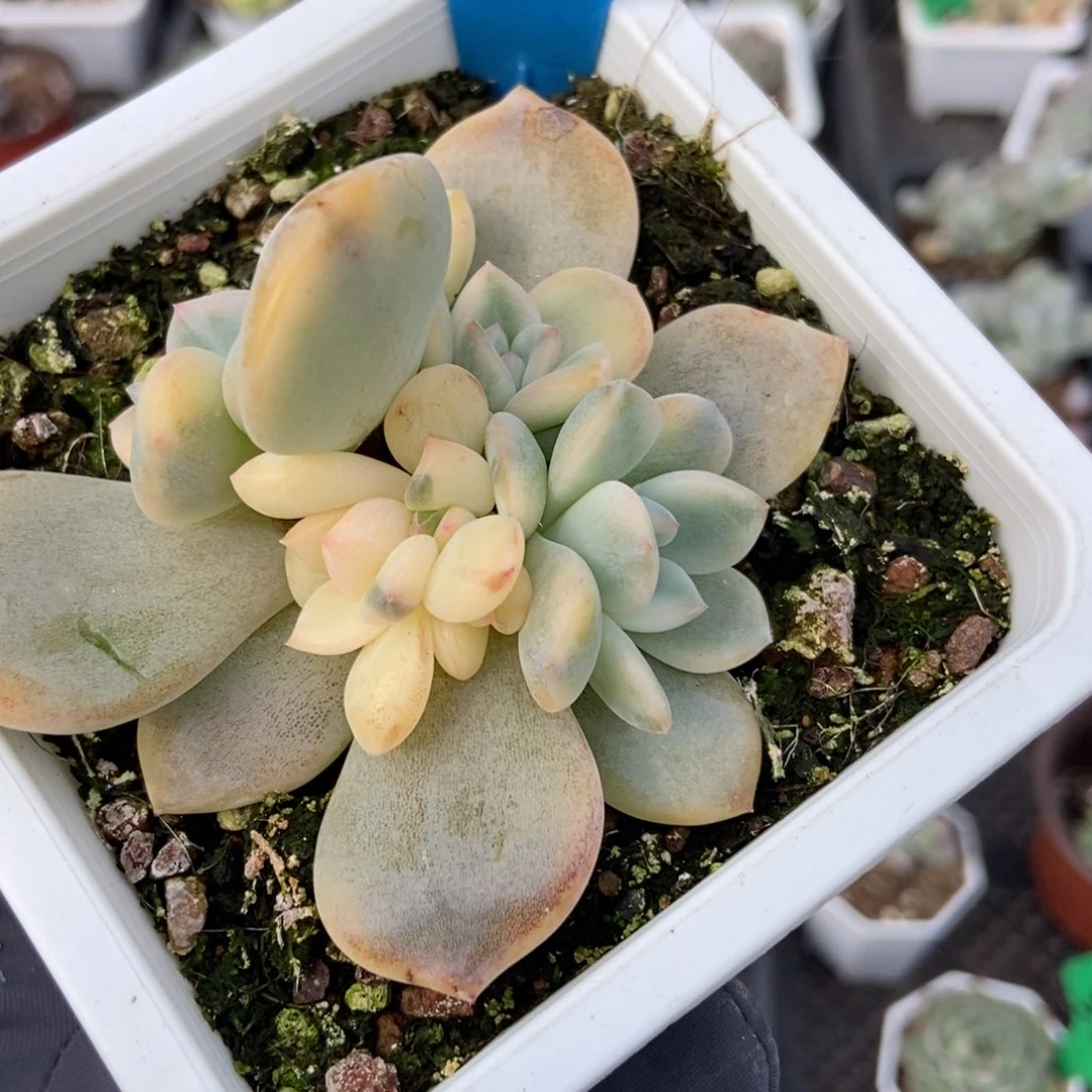 1019梦露锦多肉植物