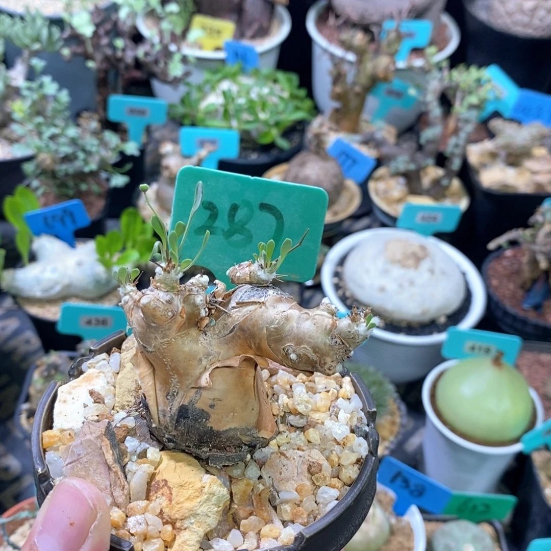 开普敦厚炖菊多肉植物