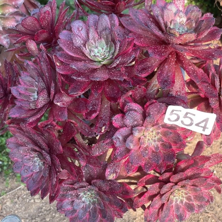 554多肉植物紫霞仙子