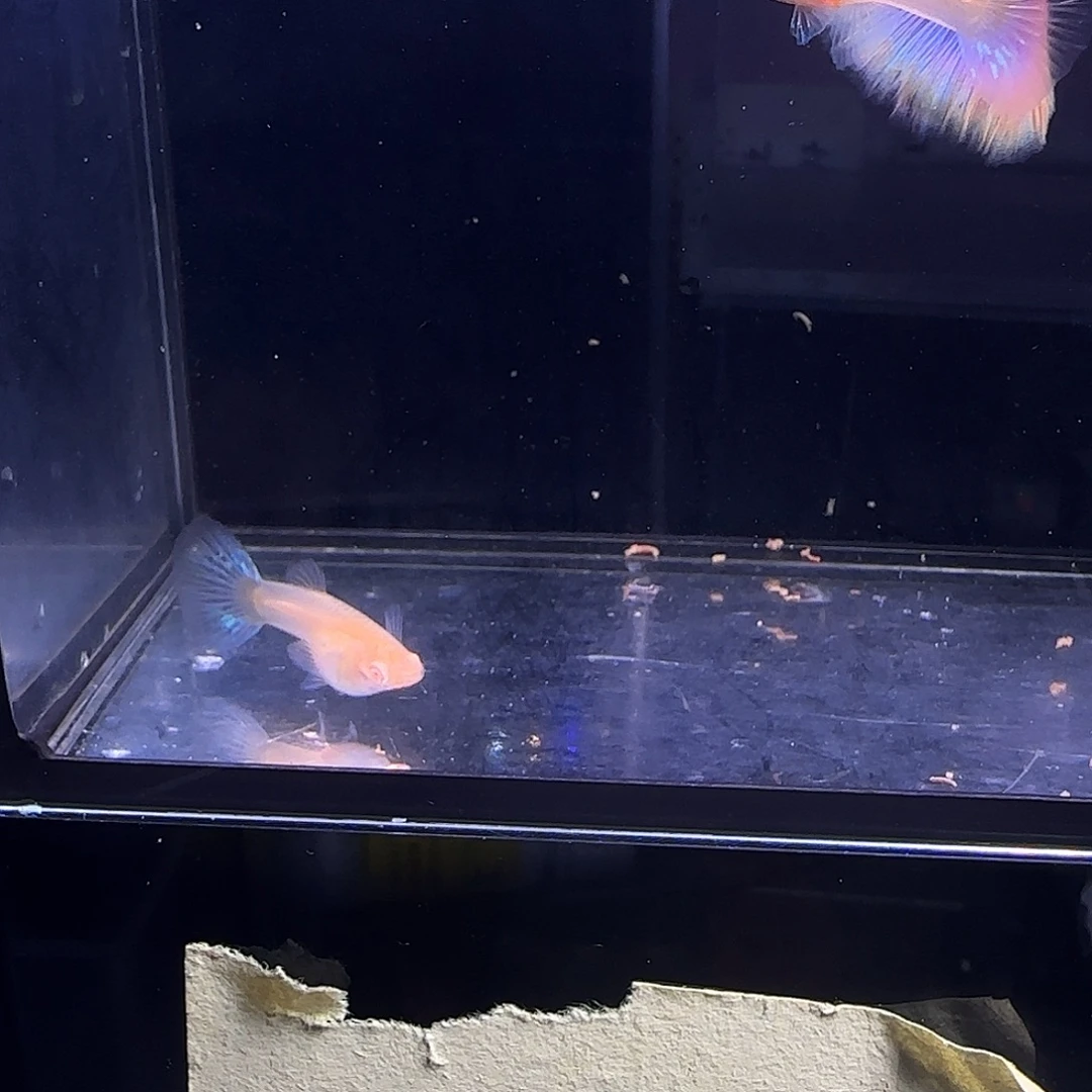 孔雀鱼天使彩虹两对