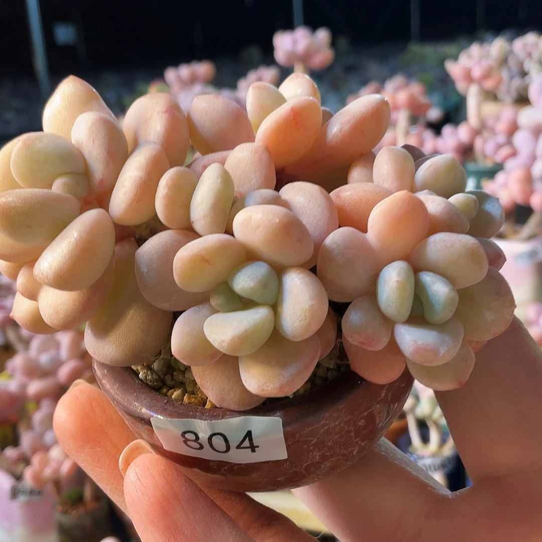 Y***-多肉植物的生长发育与生长