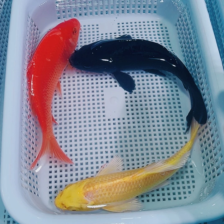 锦鲤锦鲤冷水观赏鱼