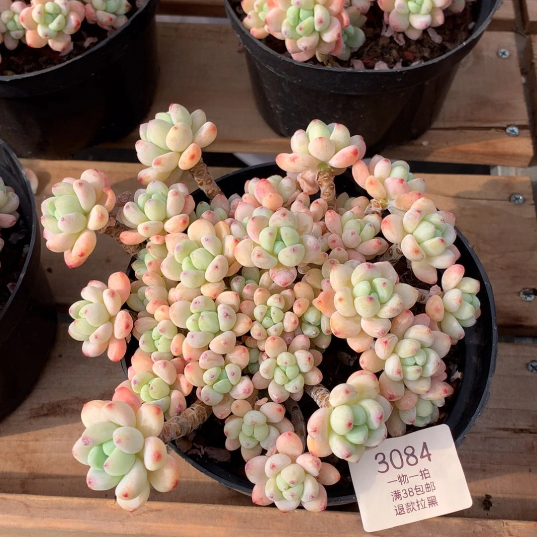 17厘米樱花罗琦3084