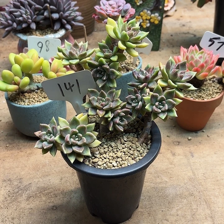 多肉植物，璀璨141号