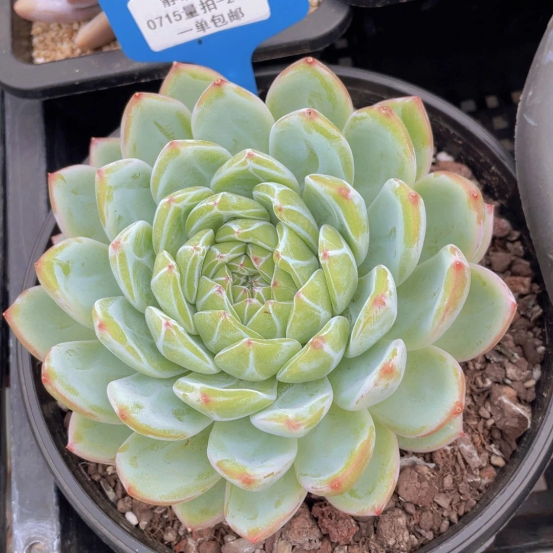 0715-24-雪花珍妮大单头一颗