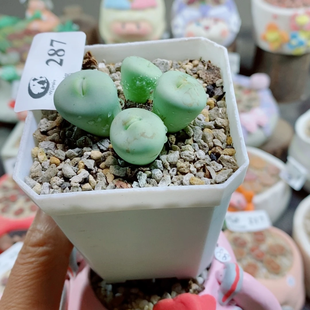 鲸***落287是哈哈哈哈哈哈