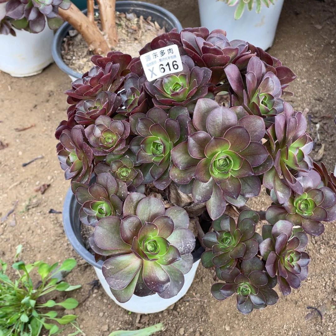 616魅金玫瑰多肉法师断枝不包