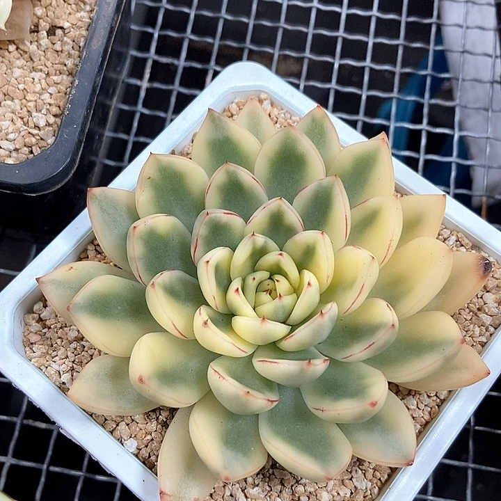 阿诗娜锦多肉植物