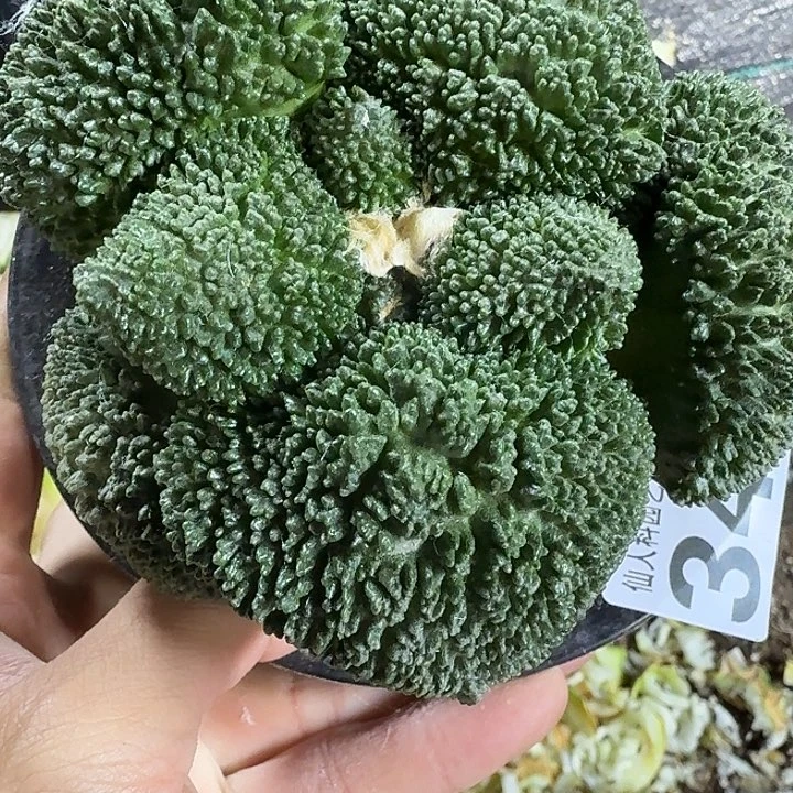 夜***光无花朵大尤密尤哥斯拉342