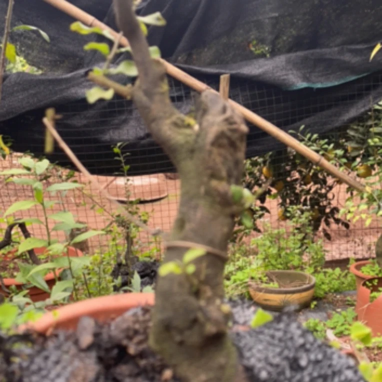 金弹子盆景小品桩造型独特观赏价值高