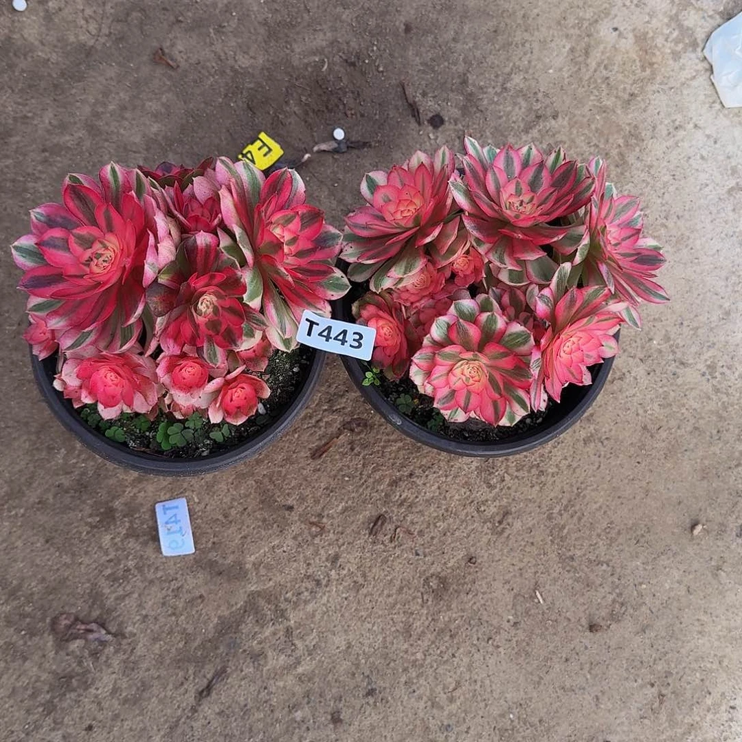 全部花朵443倾城2颗33冠服14.5小颗的