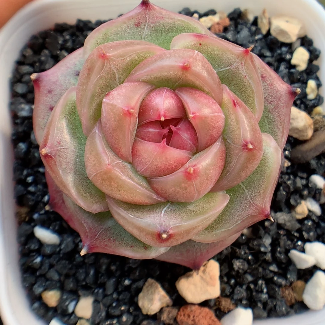 多肉植物。  珍妮29