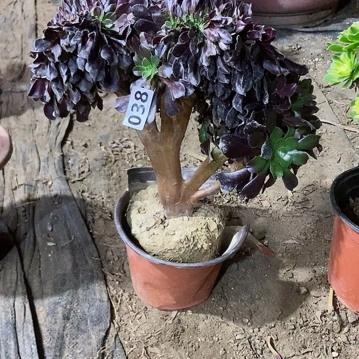 038欧紫缀化老板子法师