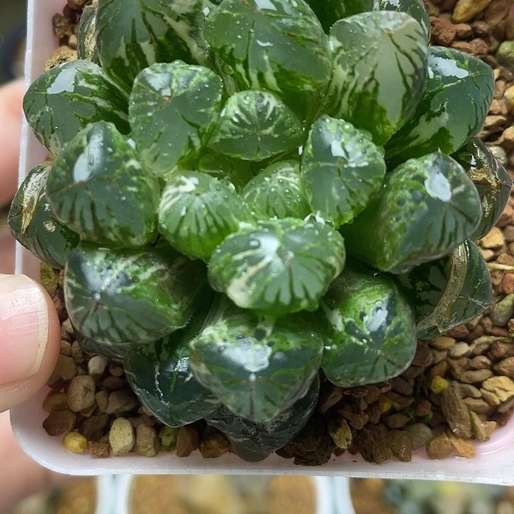 8  塑料皮玉露锦十二卷多肉