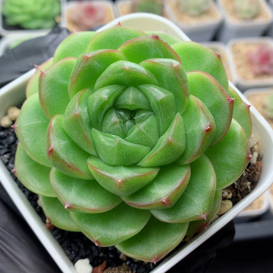 58包邮  群生不包整麦秆25
