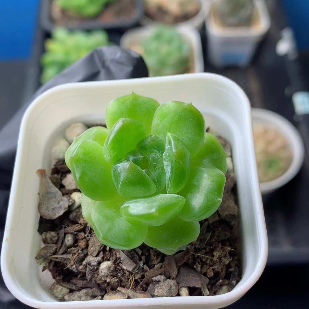 58包邮  群生不包整 34