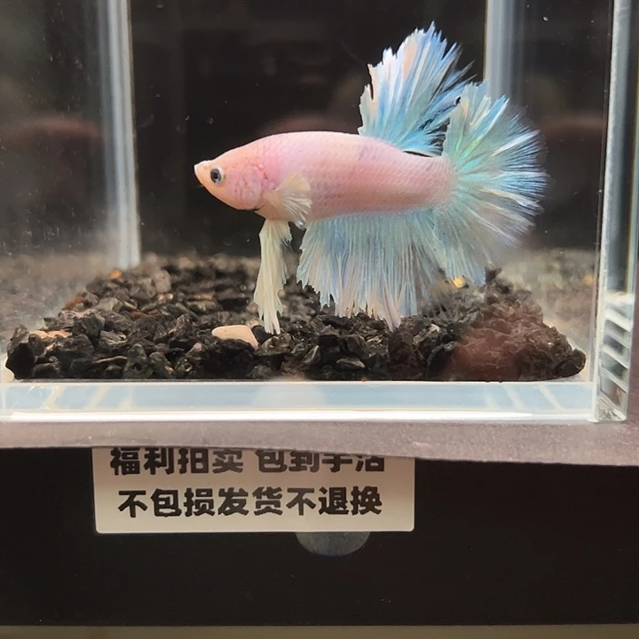 斗鱼竞拍跑单拉黑24日115