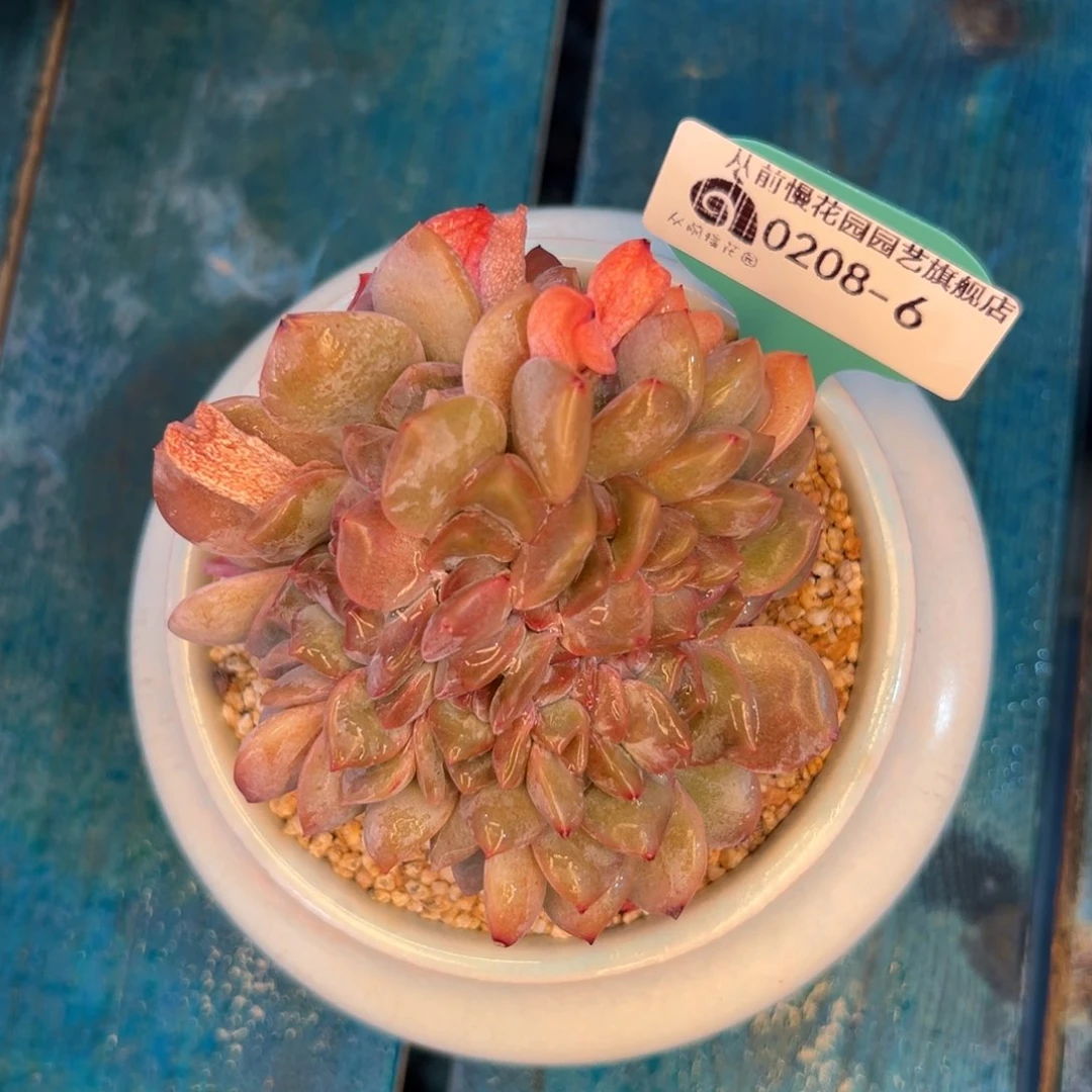 多肉一物一拍0208-6