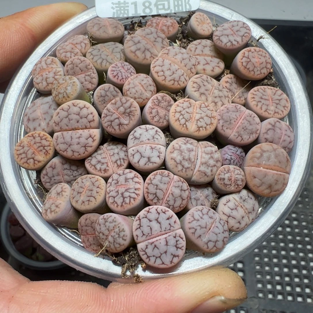 【闪购商品】 1171。