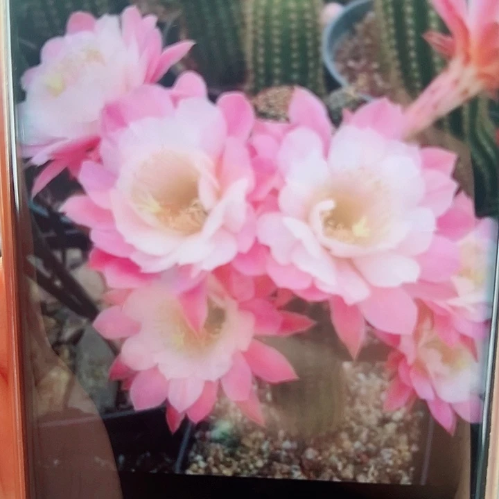 金妞奈何侧芽拍一发二