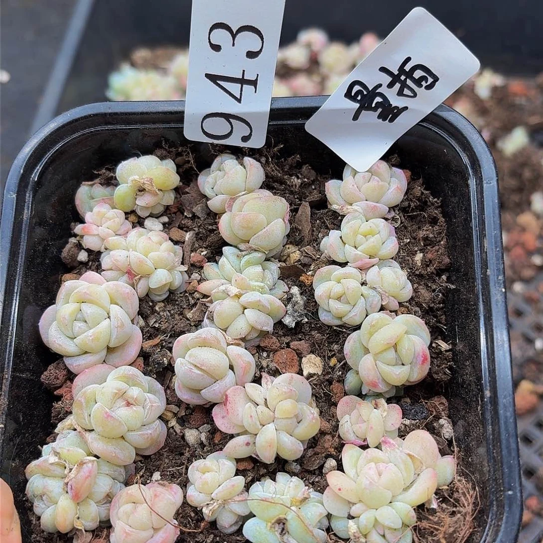 多肉植物多肉植物943量拍