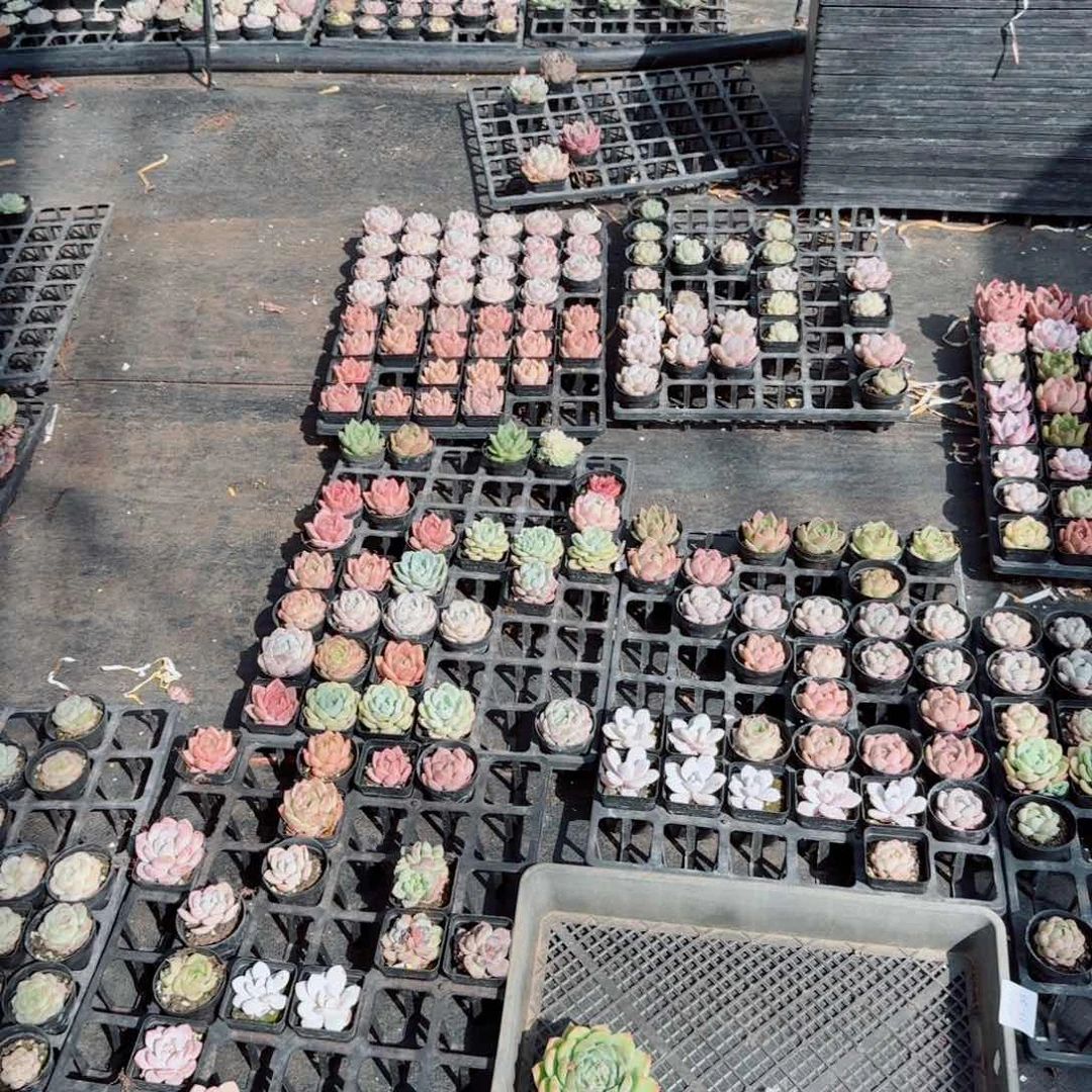 二十颗多肉杂交量拍11-35