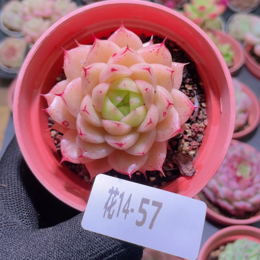 吃****豆花利美14-57麦秆