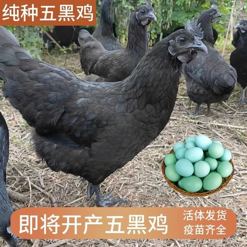宠物鸡 黑毛长尾下绿壳蛋 2.5斤左右 快递包邮3只