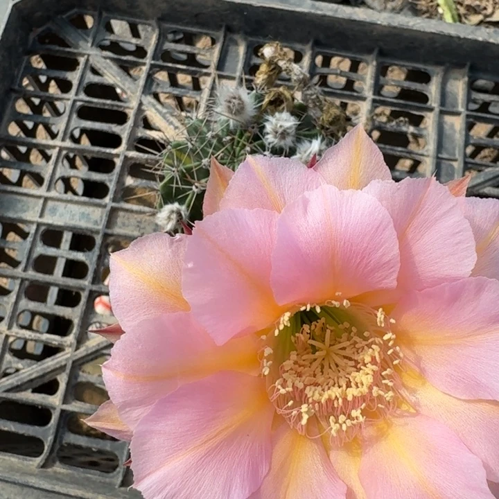 243彩草根筋掰花脱土发货斑