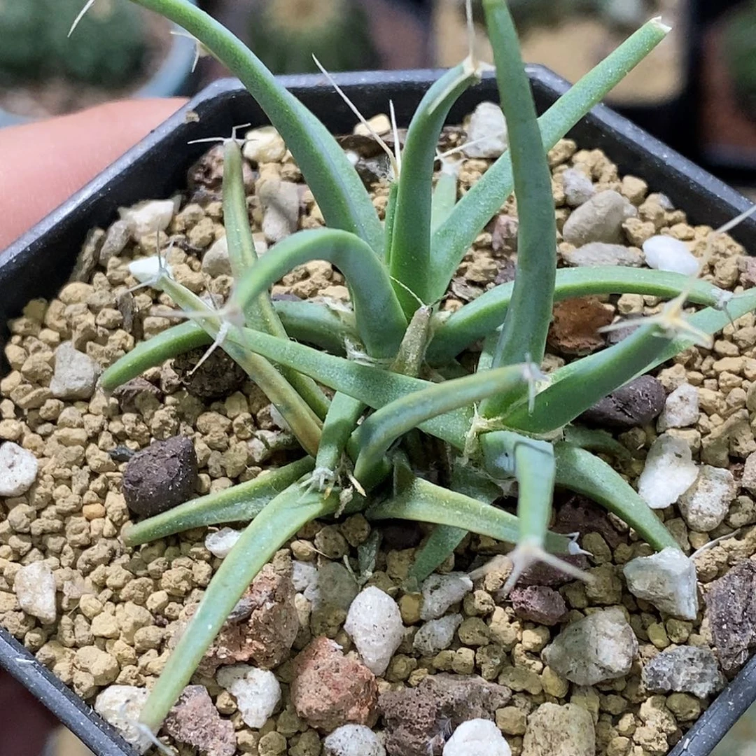 孤品实生特选株稀有三头光山福利