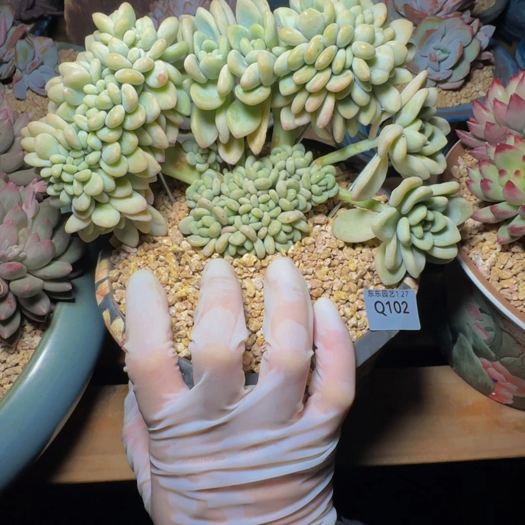 q q q q q q q q 102