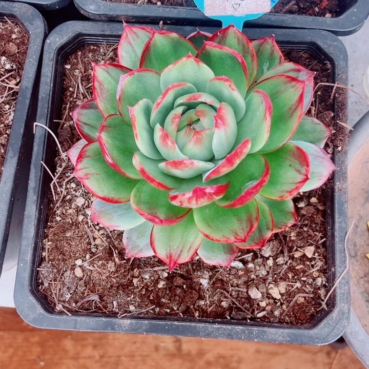 浅****惊鸿仙子多肉植物A50