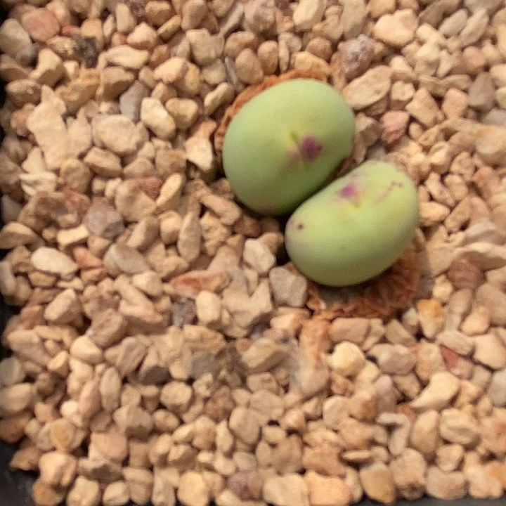 24542嘟嘟嘴一颗