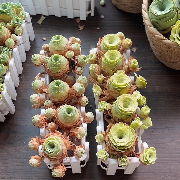 阿罗拉➕小玉玫瑰5个带长盒