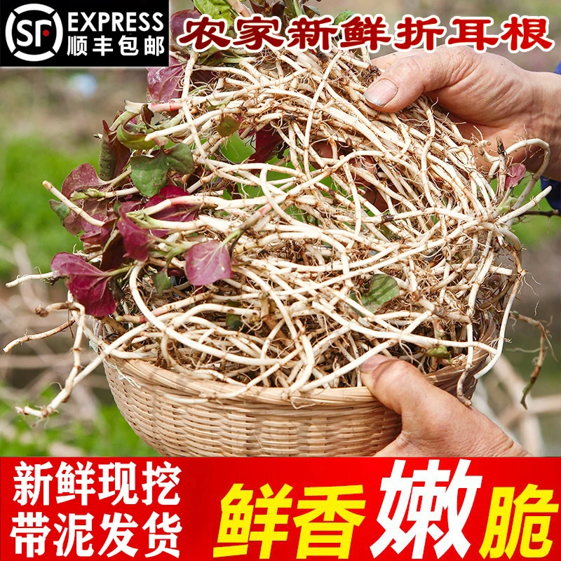 顺丰速运折耳根嫩根带泥发货现摘新鲜四川侧耳根节节根鱼腥草
