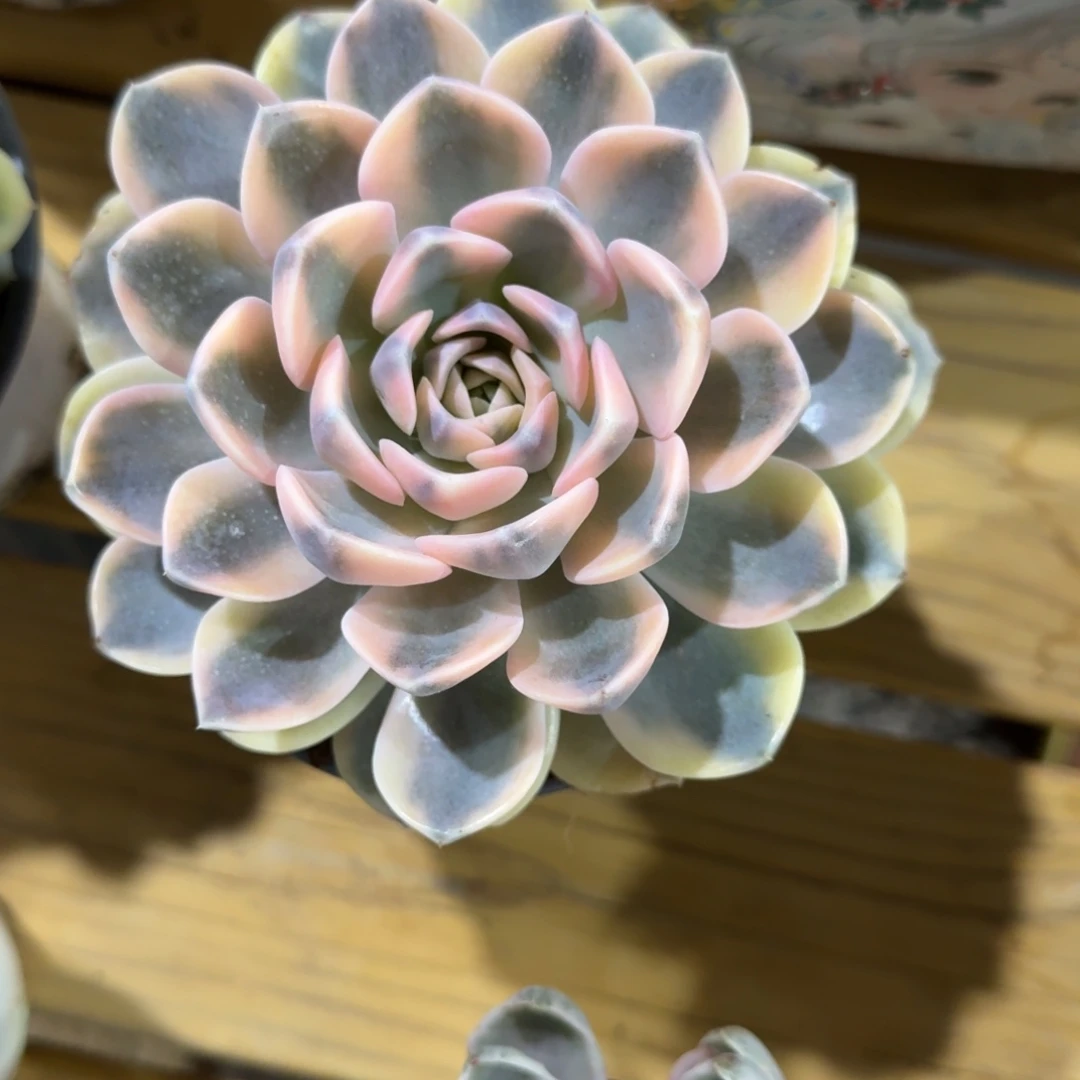 憧***花寄养多肉植物链接