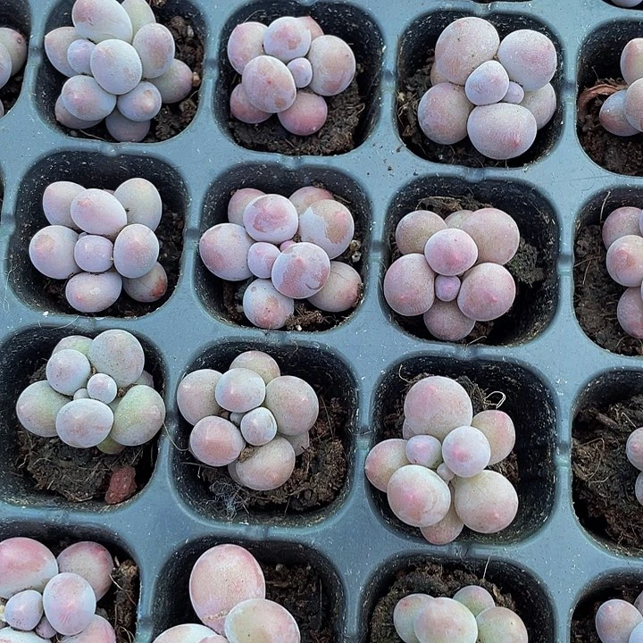 小汤圆1元带土发