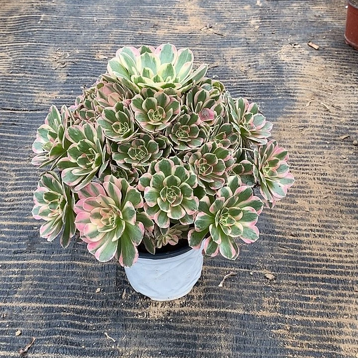 9，粉女郎145677899999