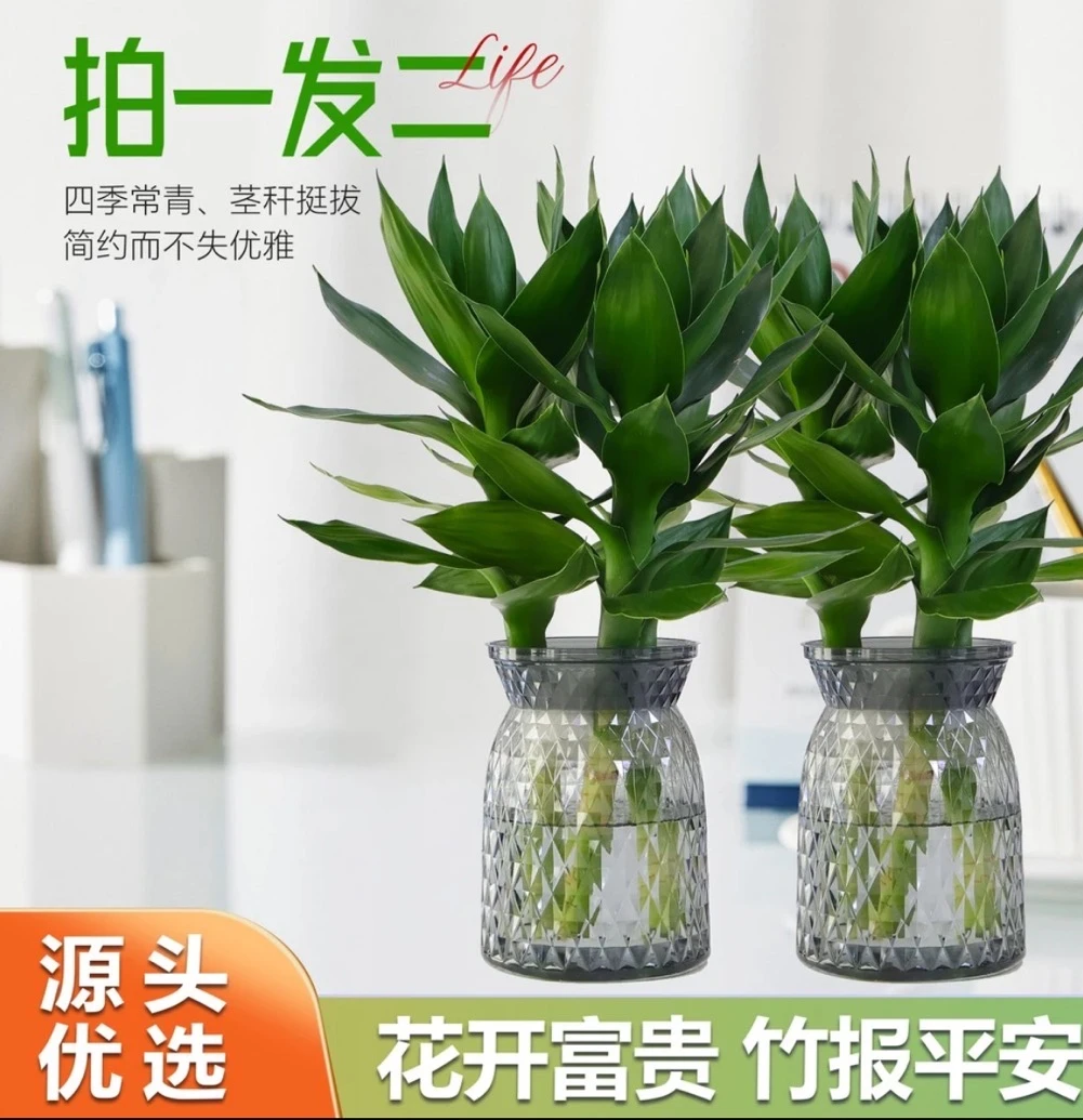 【买一送二】观音竹富贵竹室内外好养卧室绿植招财水培富贵竹