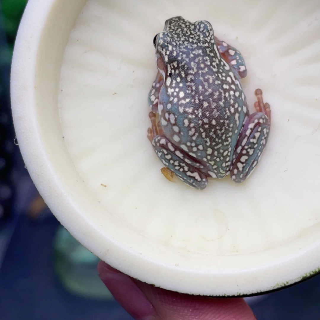 老爷树蛙4号顶级暴雪蓝