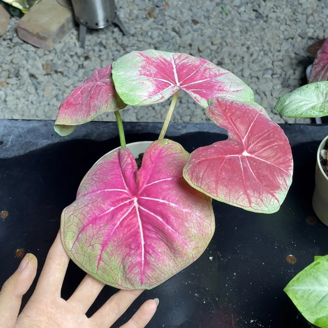 无花朵粉圆圆养定