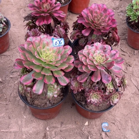 娜***娜076多肉植物组合，