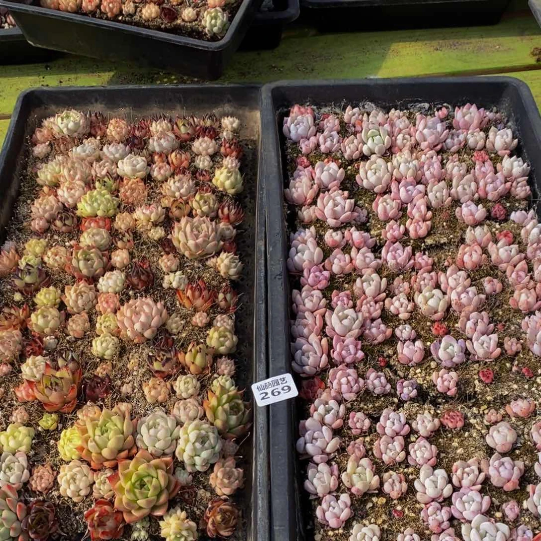 269多人在一起的时候我